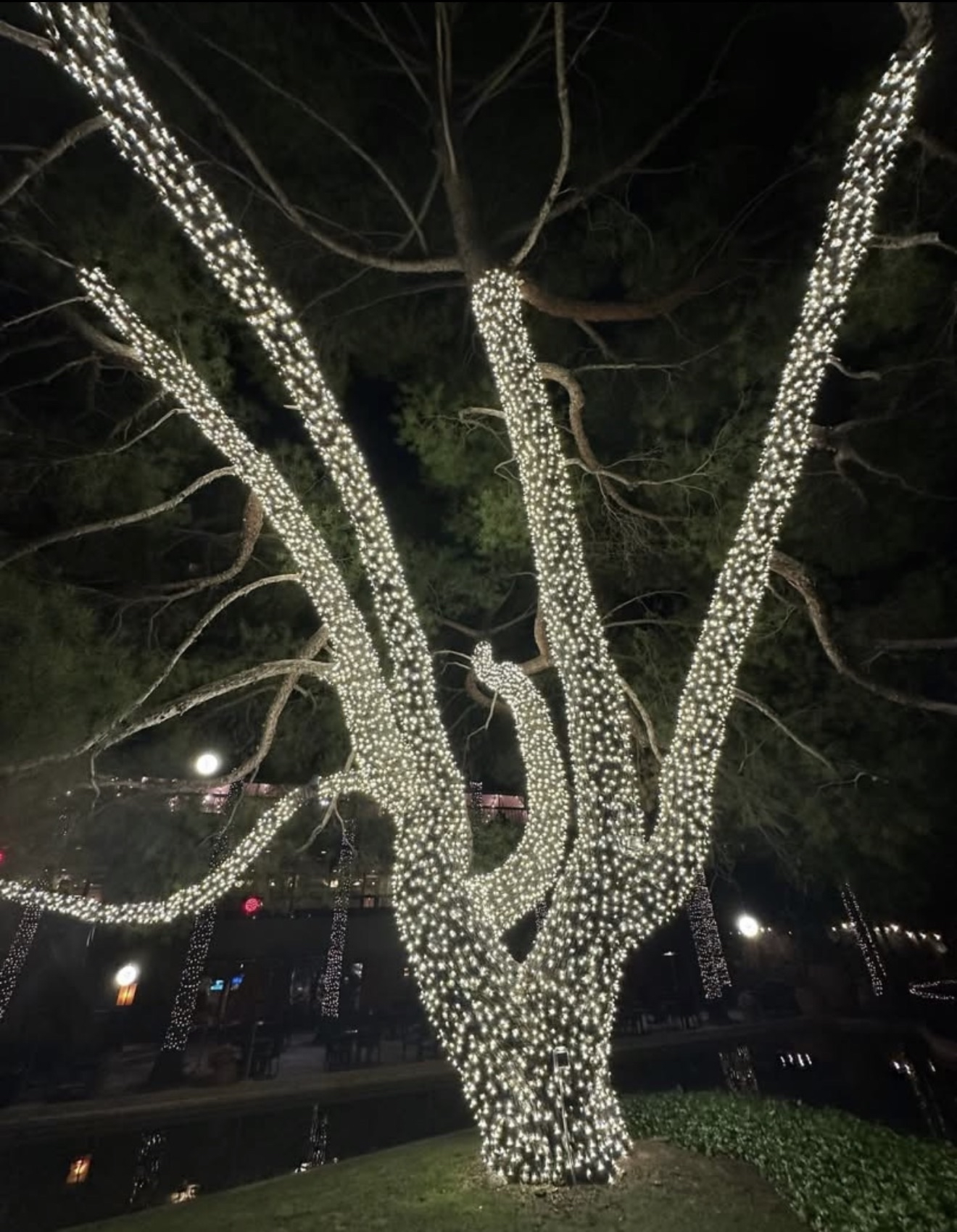 Tree Wraps — warm white mini lights